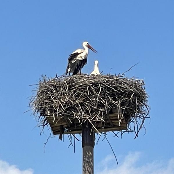Storks in Gornja Radgona 